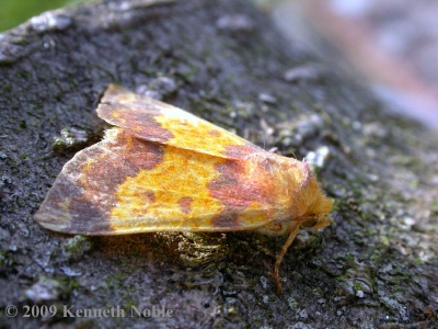 barred sallow (Xanthia togata) Kenneth Noble